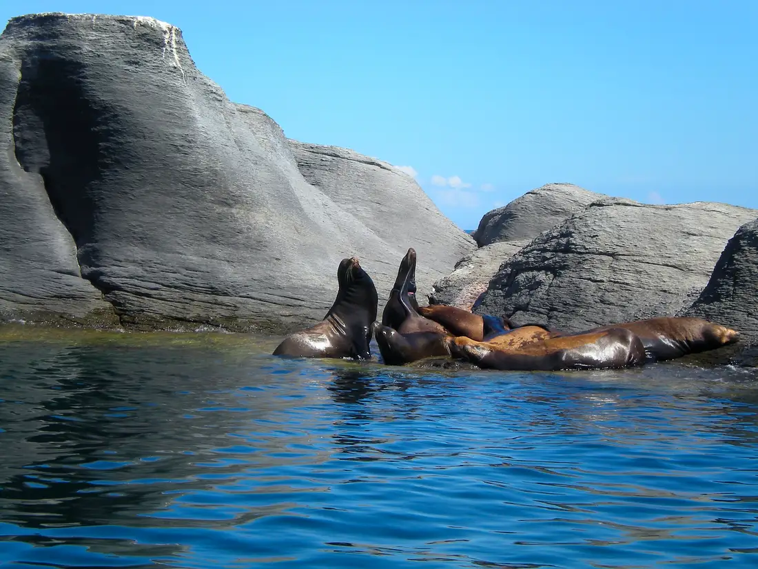 Sea lions resting on the rocks of Coronado Island