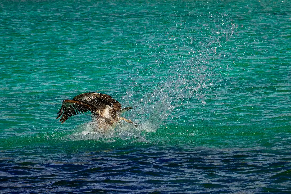 Pelican fishing in Loreto Bay